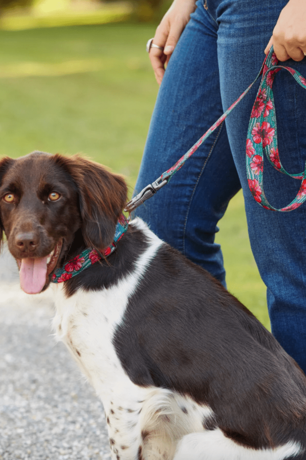Orvis x Fishe Beauty and the Bonefish Dog Collar - FisheWear