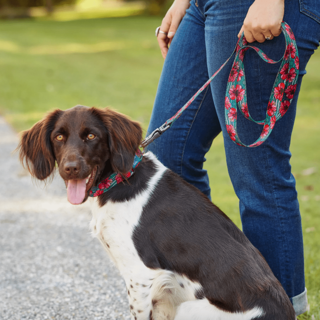 Orvis x Fishe Beauty and the Bonefish Dog Collar - FisheWear